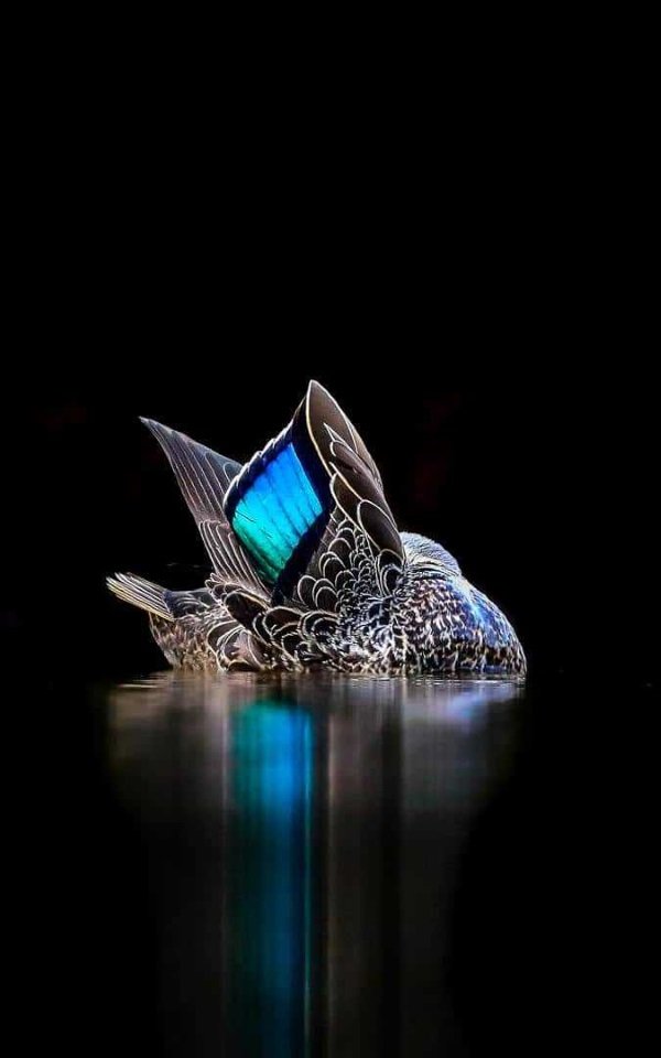 2017-wildlife-birds-3