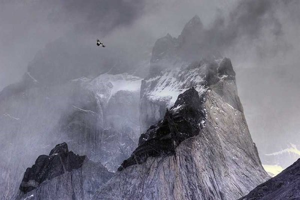 2017-wildlife-birds-4