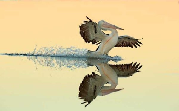 2017-wildlife-birds-5