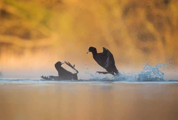 2017-wildlife-birds-6