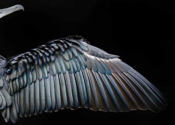 2017-wildlife-birds-7