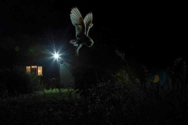 2017-wildlife-birds-8