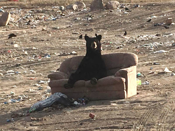 sofa-bear-4