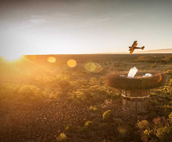 Best Nestin’: Luxurious Treetop Bird Nest Suite