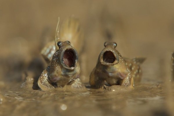 2017 Comedy Wildlife Photography Winners