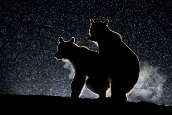 2017 Comedy Wildlife Photography Winners