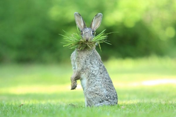 2017 Comedy Wildlife Photography Winners