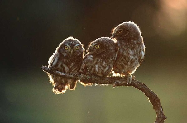 2017 Comedy Wildlife Photography Winners