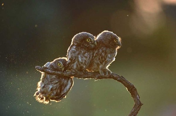 2017 Comedy Wildlife Photography Winners