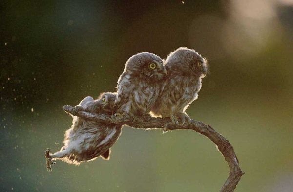 2017 Comedy Wildlife Photography Winners