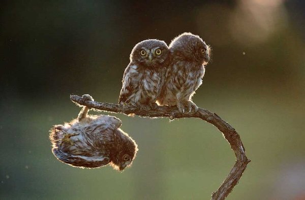 2017 Comedy Wildlife Photography Winners