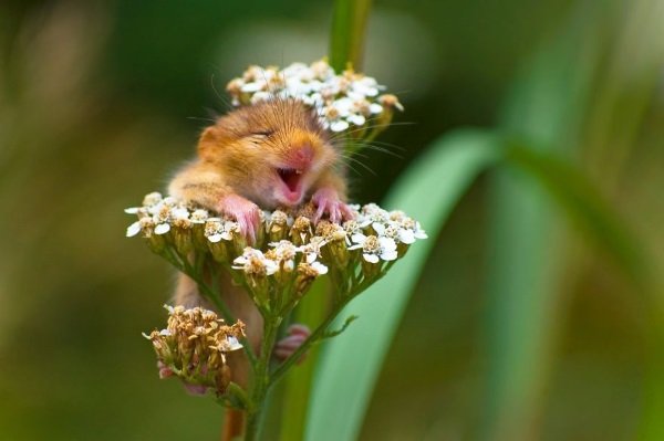 2017 Comedy Wildlife Photography Winners