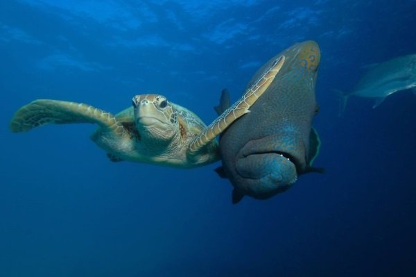 2017 Comedy Wildlife Photography Winners