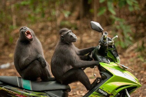 2017 Comedy Wildlife Photography Winners