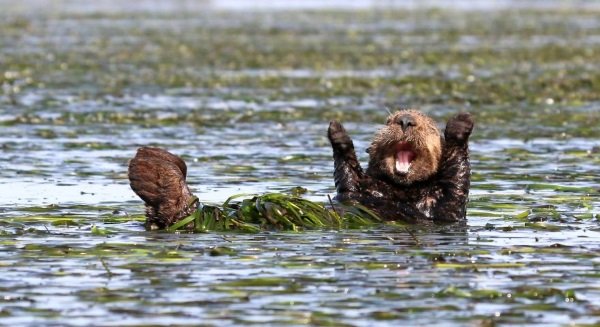 2017 Comedy Wildlife Photography Winners