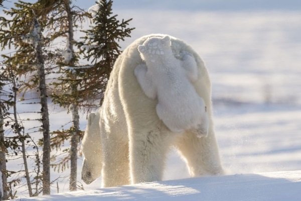 2017 Comedy Wildlife Photography Winners