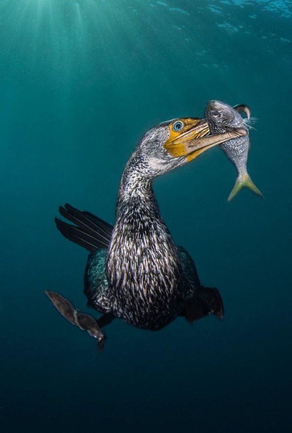 Sea It: 2018 Underwater Photographer Of The Year