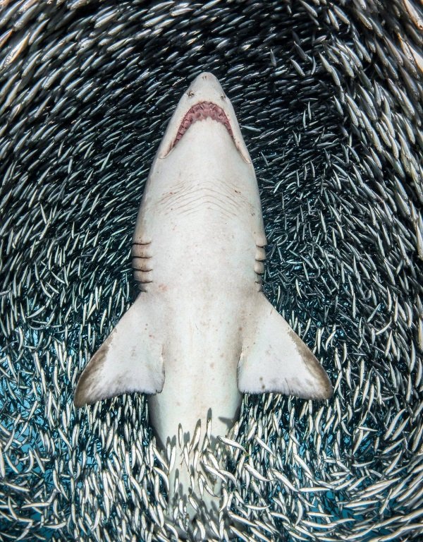 Sea It: 2018 Underwater Photographer Of The Year
