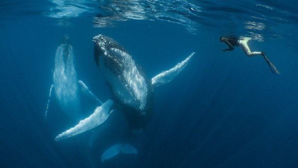 Sea It: 2018 Underwater Photographer Of The Year