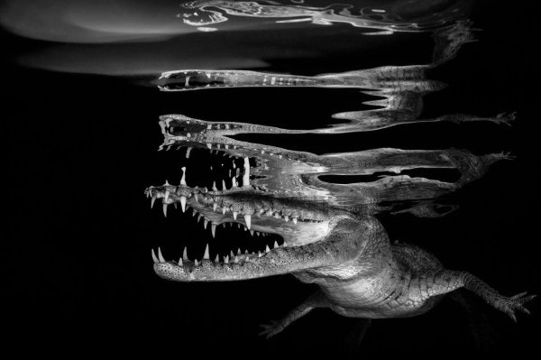 Sea It: 2018 Underwater Photographer Of The Year