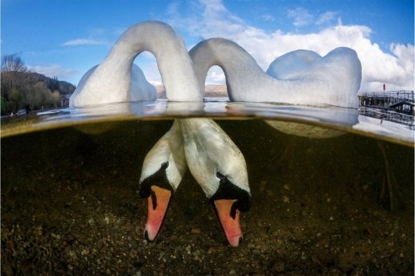 Sea It: 2018 Underwater Photographer Of The Year