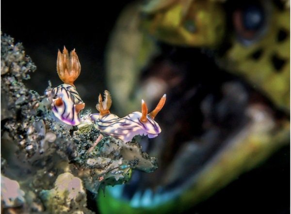 Sea It: 2018 Underwater Photographer Of The Year