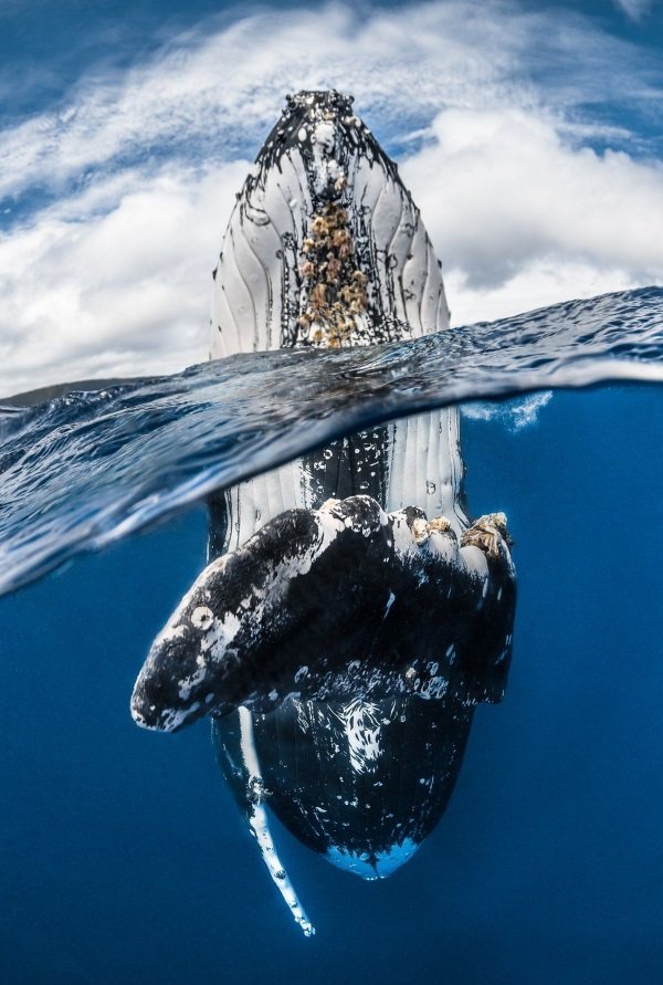 Sea It: 2018 Underwater Photographer Of The Year