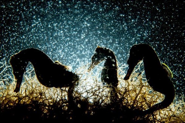 Sea It: 2018 Underwater Photographer Of The Year