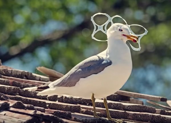 Cans Do: Wildlife Enjoy Edible Six-Pack Rings
