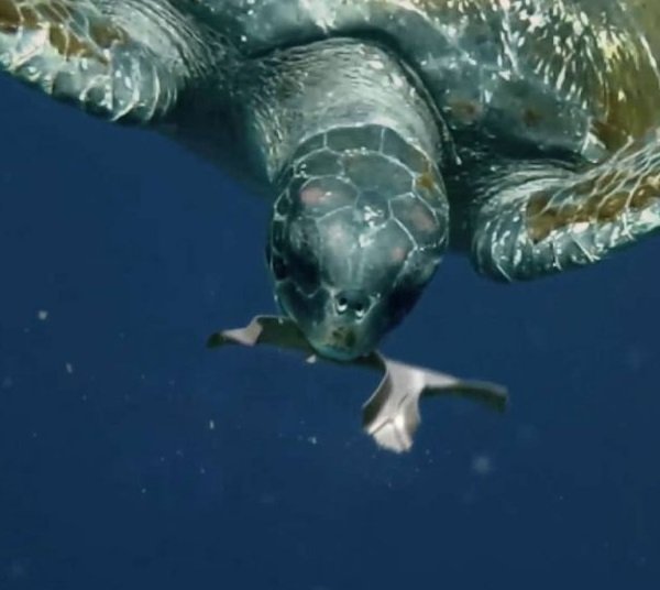 Cans Do: Wildlife Enjoy Edible Six-Pack Rings