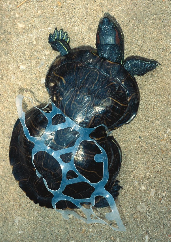 Cans Do: Wildlife Enjoy Edible Six-Pack Rings
