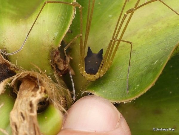 Hedge Dog: Creepy Cute ‘Bunny Harvestman’ Spider
