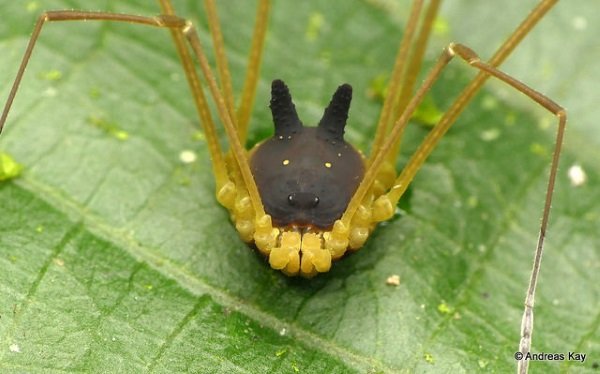 Hedge Dog: Creepy Cute ‘Bunny Harvestman’ Spider