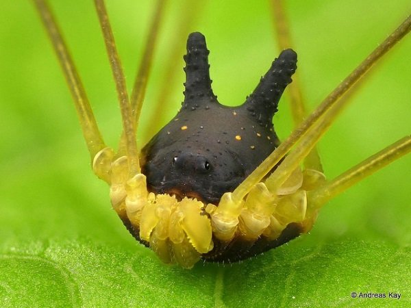 Hedge Dog: Creepy Cute ‘Bunny Harvestman’ Spider