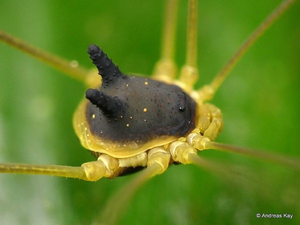 Hedge Dog: Creepy Cute ‘Bunny Harvestman’ Spider