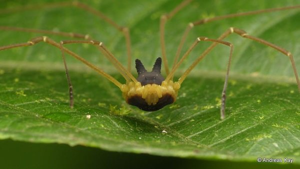 Hedge Dog: Creepy Cute ‘Bunny Harvestman’ Spider
