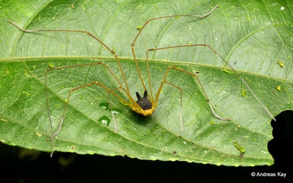 Hedge Dog: Creepy Cute ‘Bunny Harvestman’ Spider