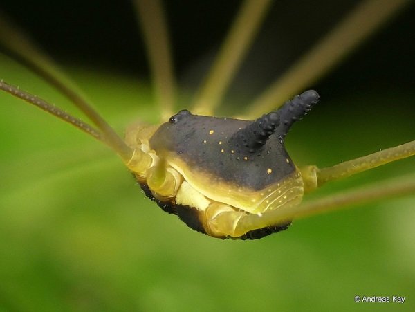 Hedge Dog: Creepy Cute ‘Bunny Harvestman’ Spider