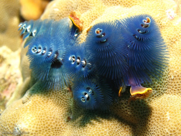 Sea -sonal Shrubbery: 7 Amazing Christmas Tree Worms