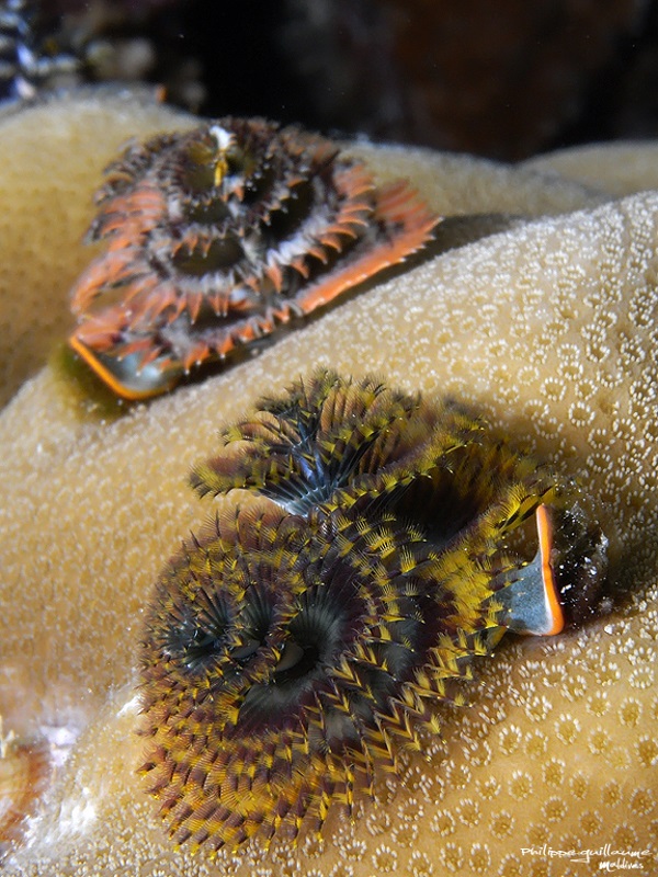 Sea -sonal Shrubbery: 7 Amazing Christmas Tree Worms
