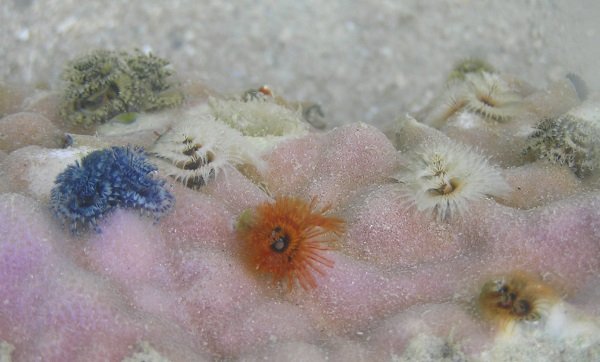 Sea -sonal Shrubbery: 7 Amazing Christmas Tree Worms