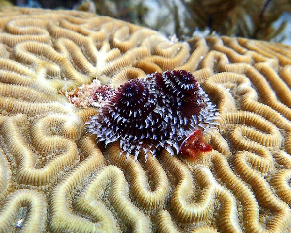 Sea -sonal Shrubbery: 7 Amazing Christmas Tree Worms