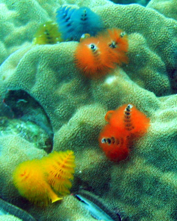 Sea -sonal Shrubbery: 7 Amazing Christmas Tree Worms