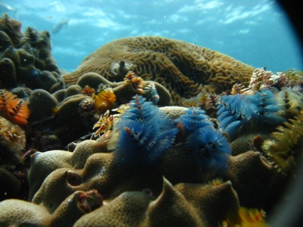 Sea -sonal Shrubbery: 7 Amazing Christmas Tree Worms