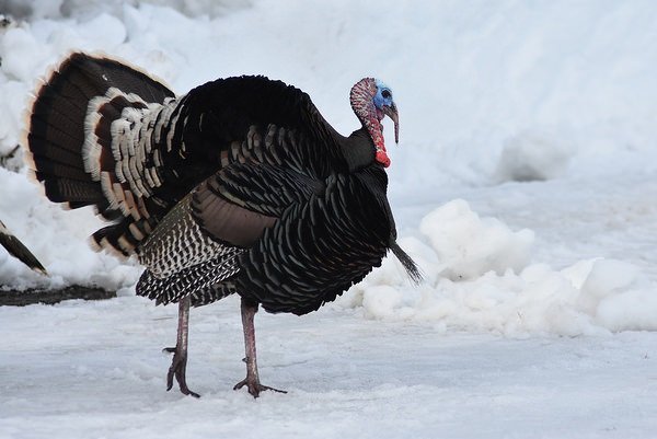 Great Old Gobblers: 8 Amazing Heritage Turkeys