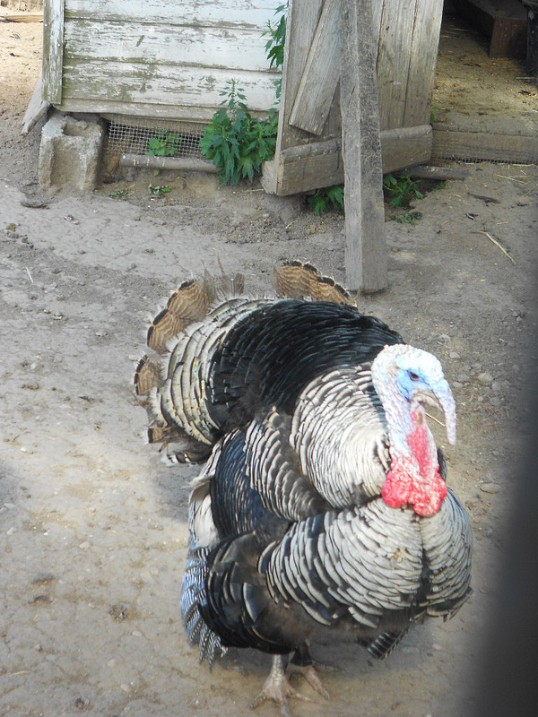 Great Old Gobblers: 8 Amazing Heritage Turkeys
