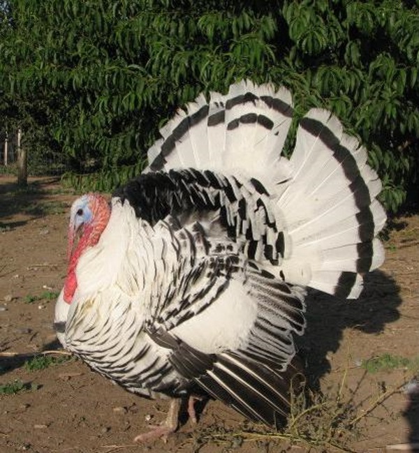 Great Old Gobblers: 8 Amazing Heritage Turkeys