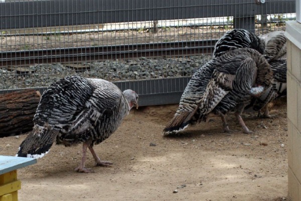 Great Old Gobblers: 8 Amazing Heritage Turkeys