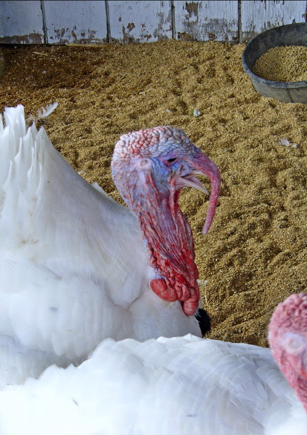 Great Old Gobblers: 8 Amazing Heritage Turkeys