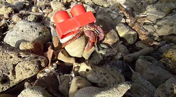 Go-To Shell: 7 Amazingly Resourceful Hermit Crabs
